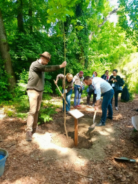 koka stādīšana